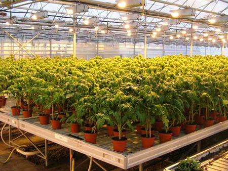 Фитолампы и светильники для растений светодиодные