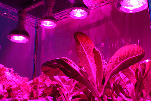Зачем искусственное освещение для комнатных растений и теплиц?