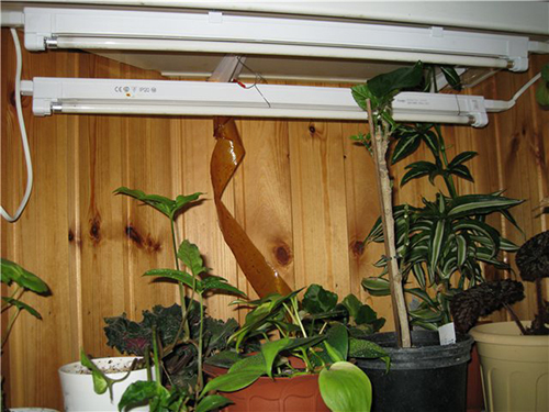 Делаем освещение для комнатных растений зимой - «вороковский.рф»